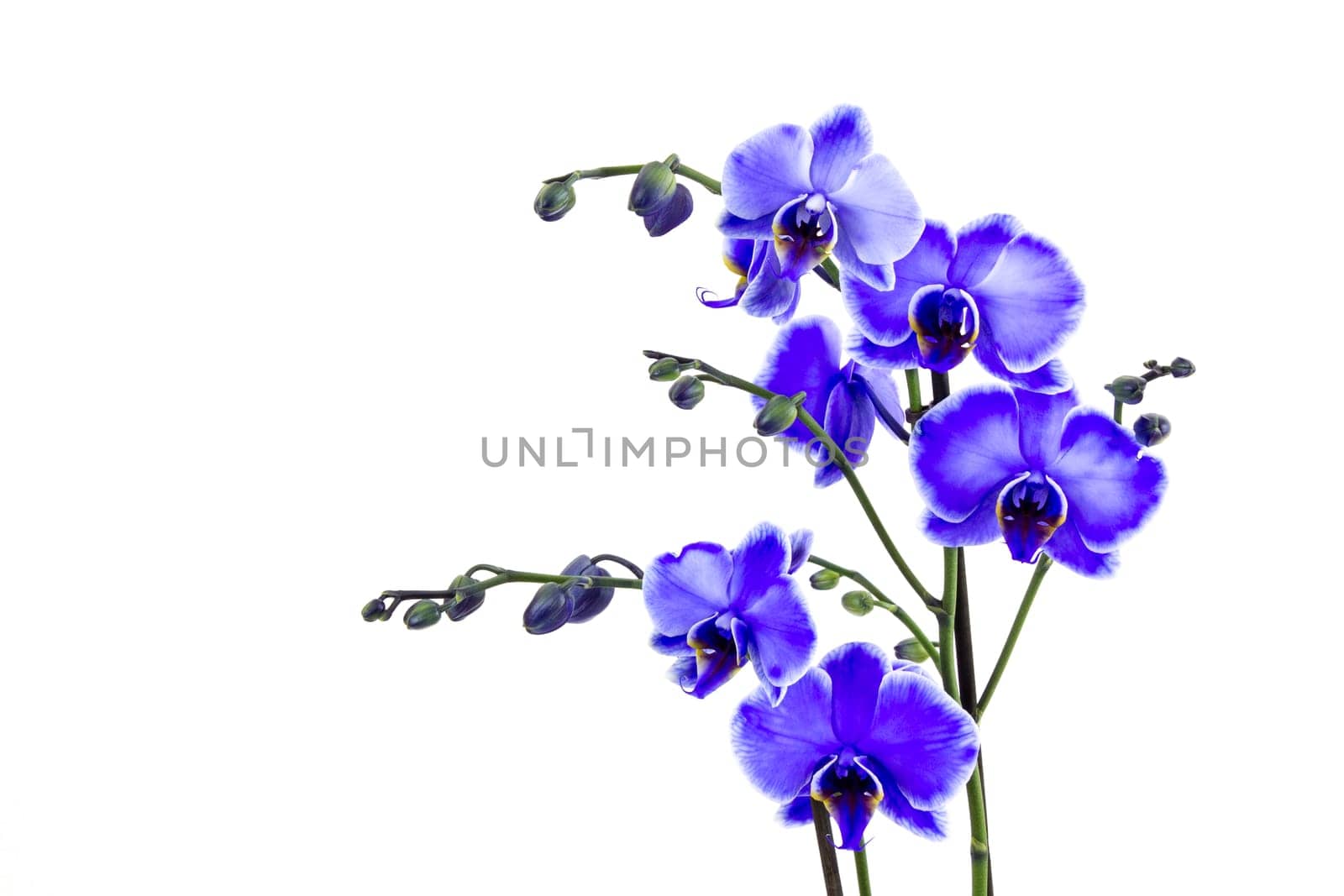 Beautiful violet orchid - phalaenopsis