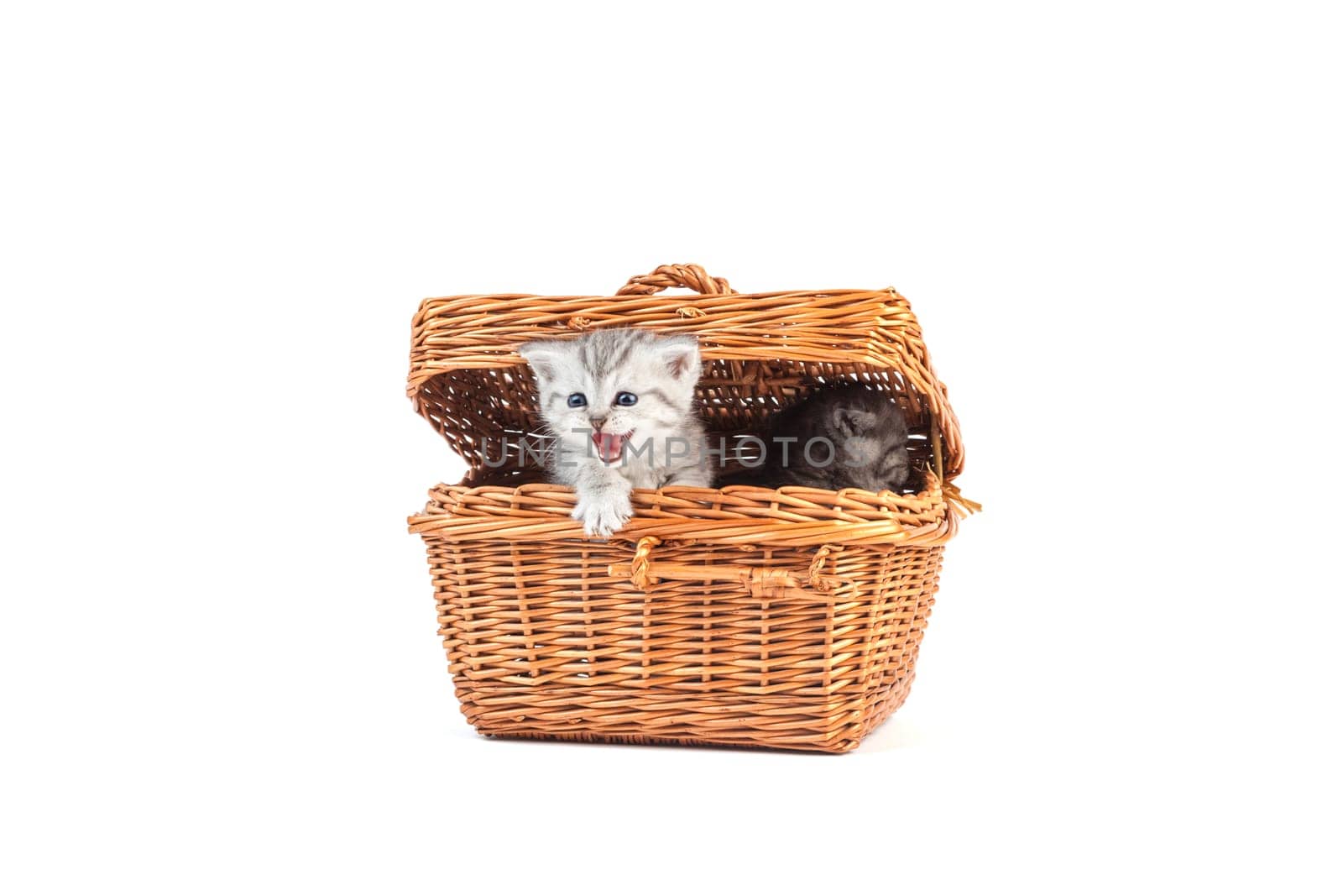 Kitten