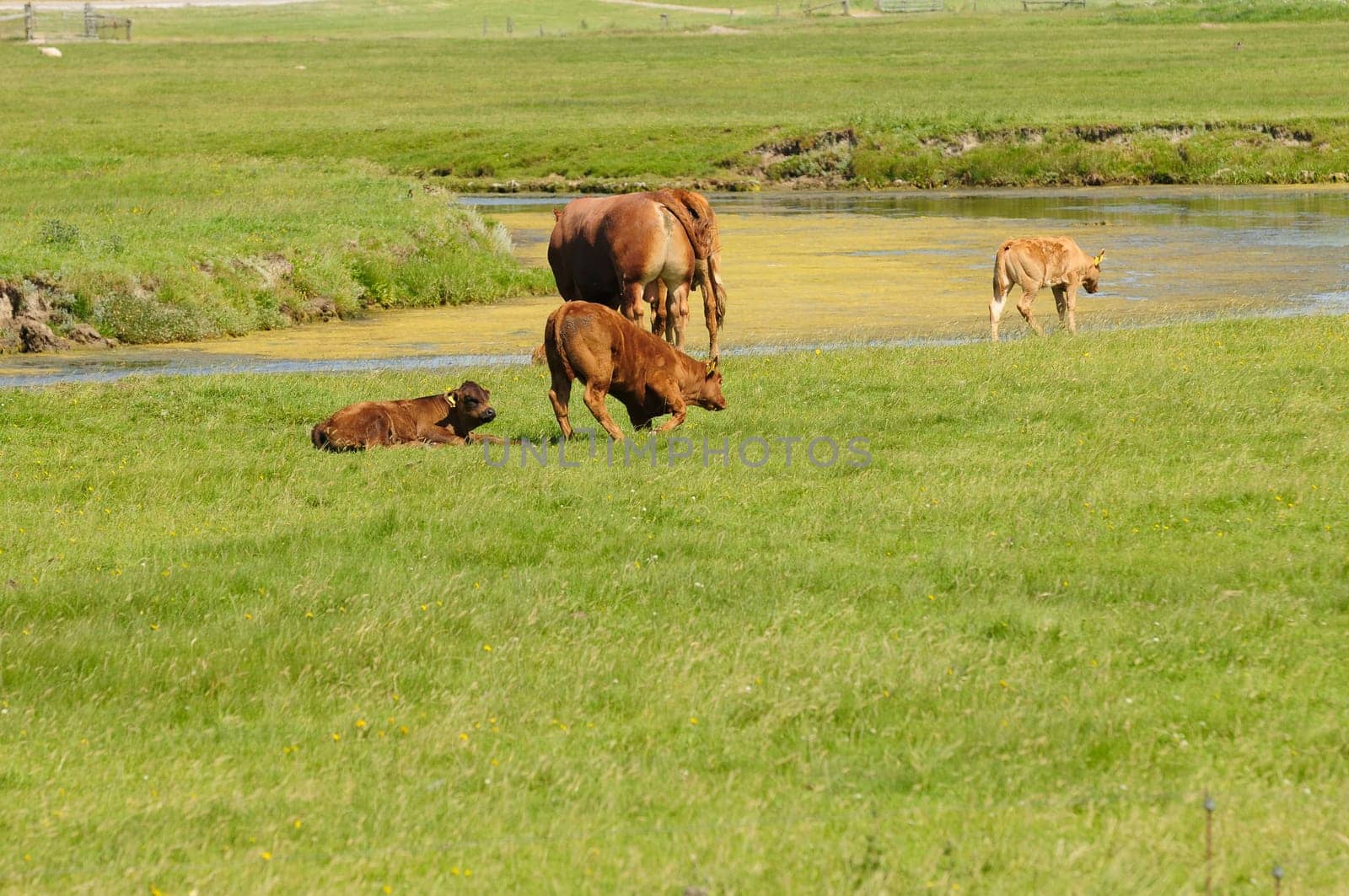 Hallig Hooge