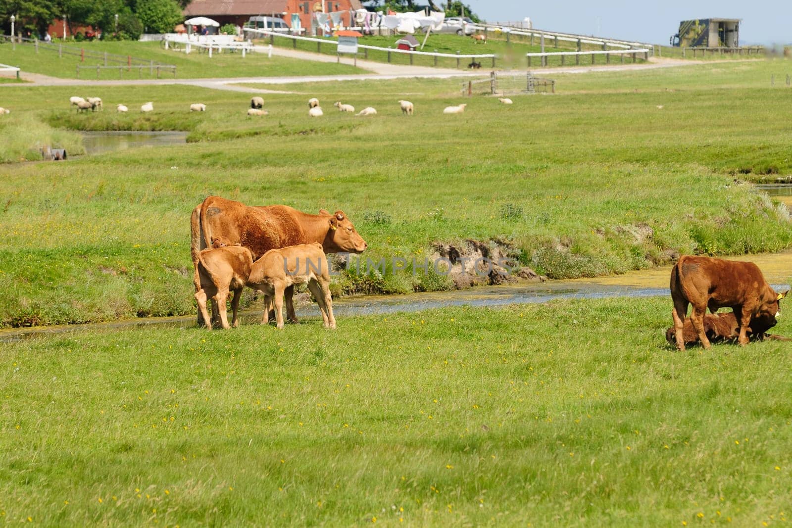 Hallig Hooge