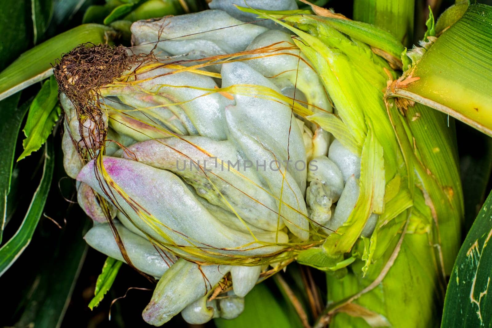 Corn boil,Ustilago maydis