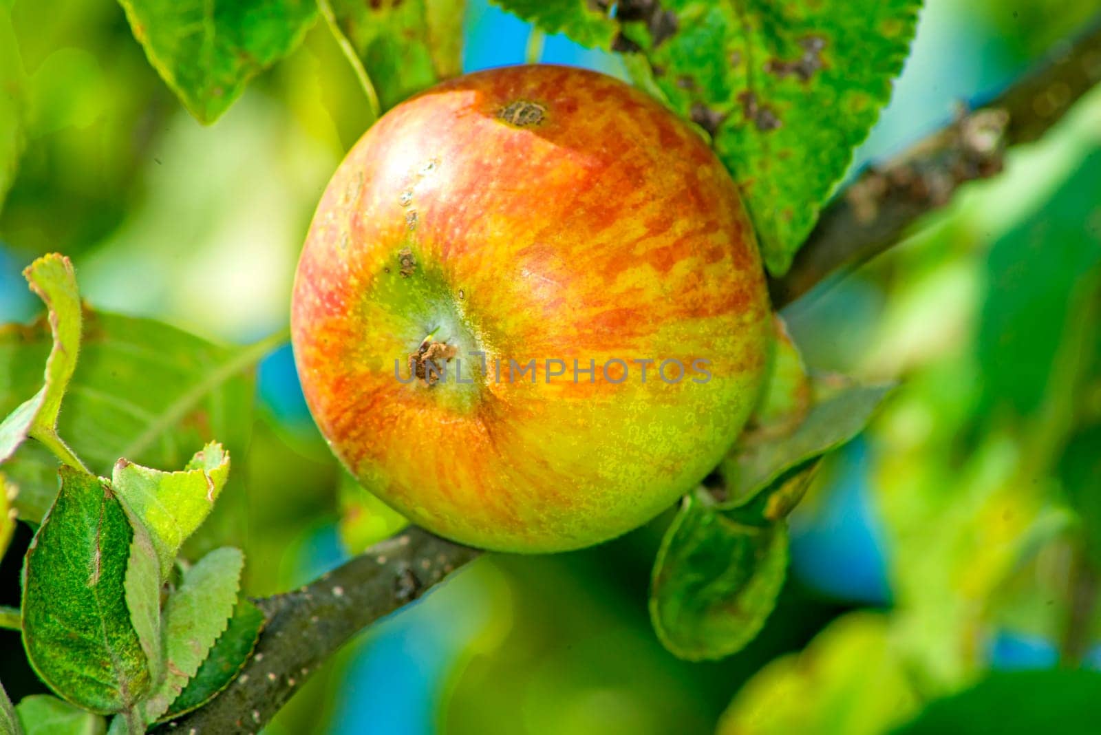 Apple on the tree