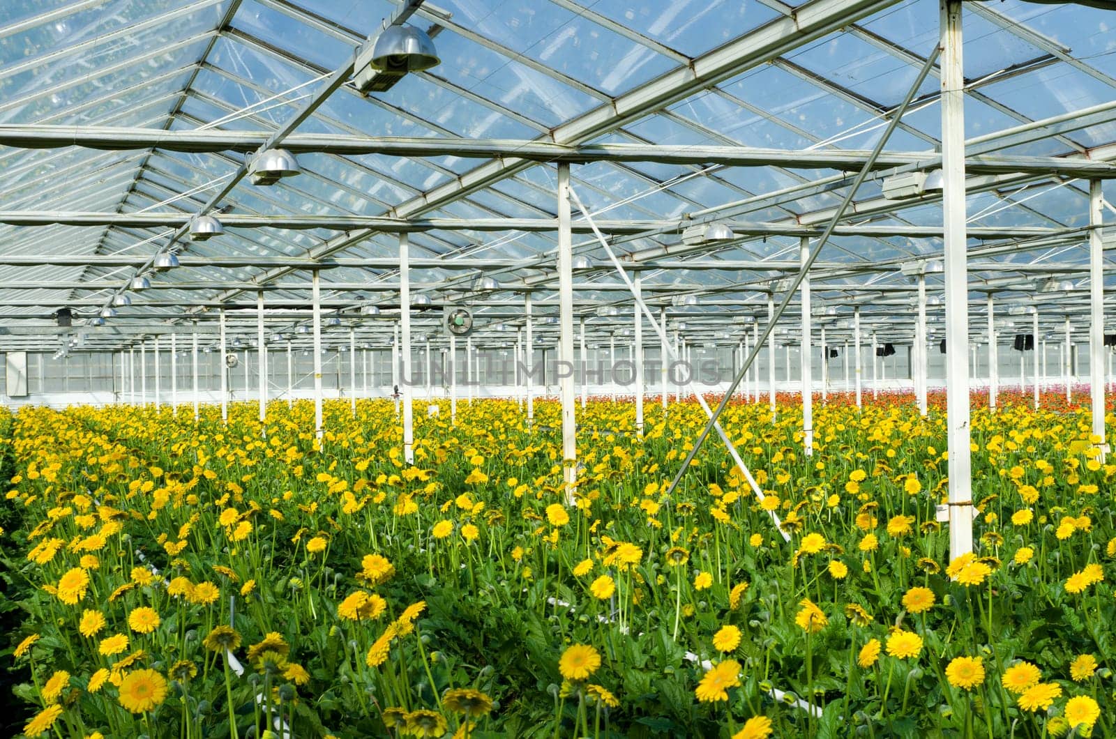 cultivation of yellow daisy flowers in a greenhouse in Klazienaveen, netherlands