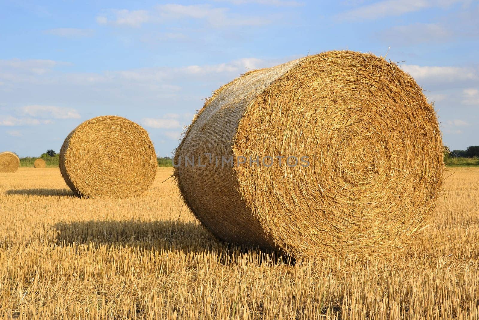 round straw bales in a field