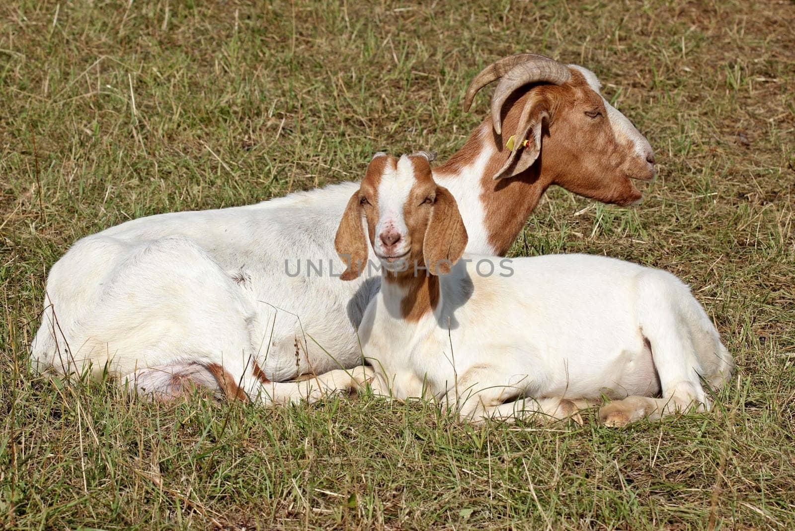 Boer goat with kid on the Dörnberg