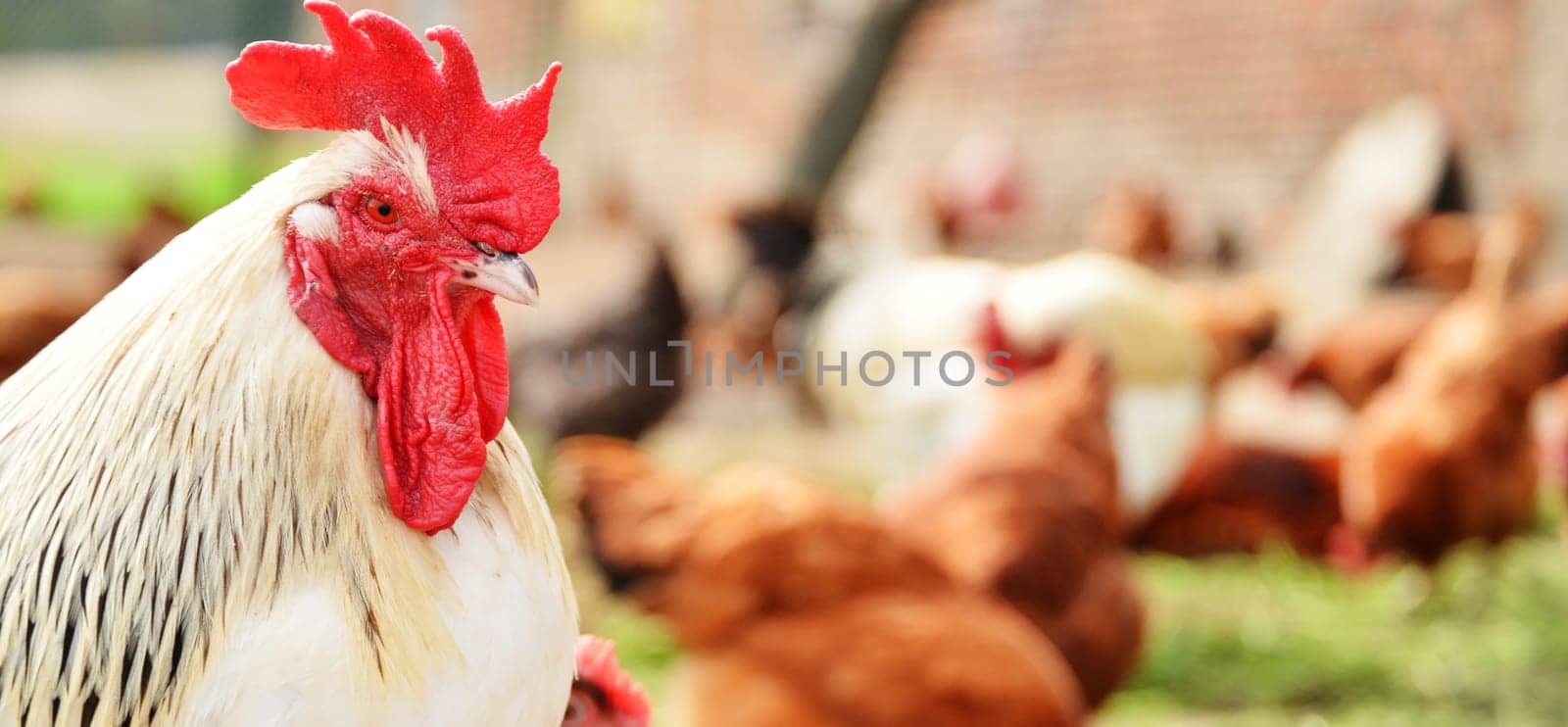 Rooster on traditional free range poultry farm