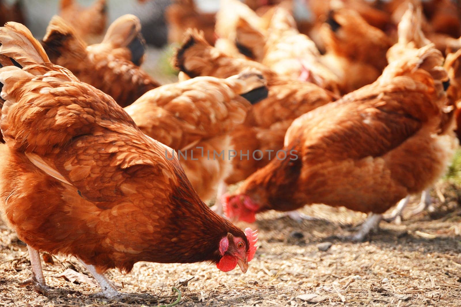 Chickens on traditional free range poultry farm