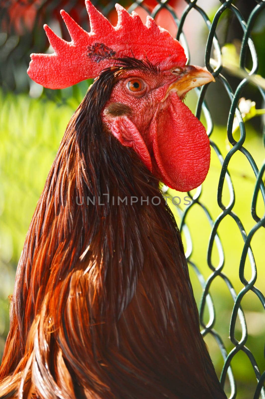 Rooster on traditional free range poultry farm