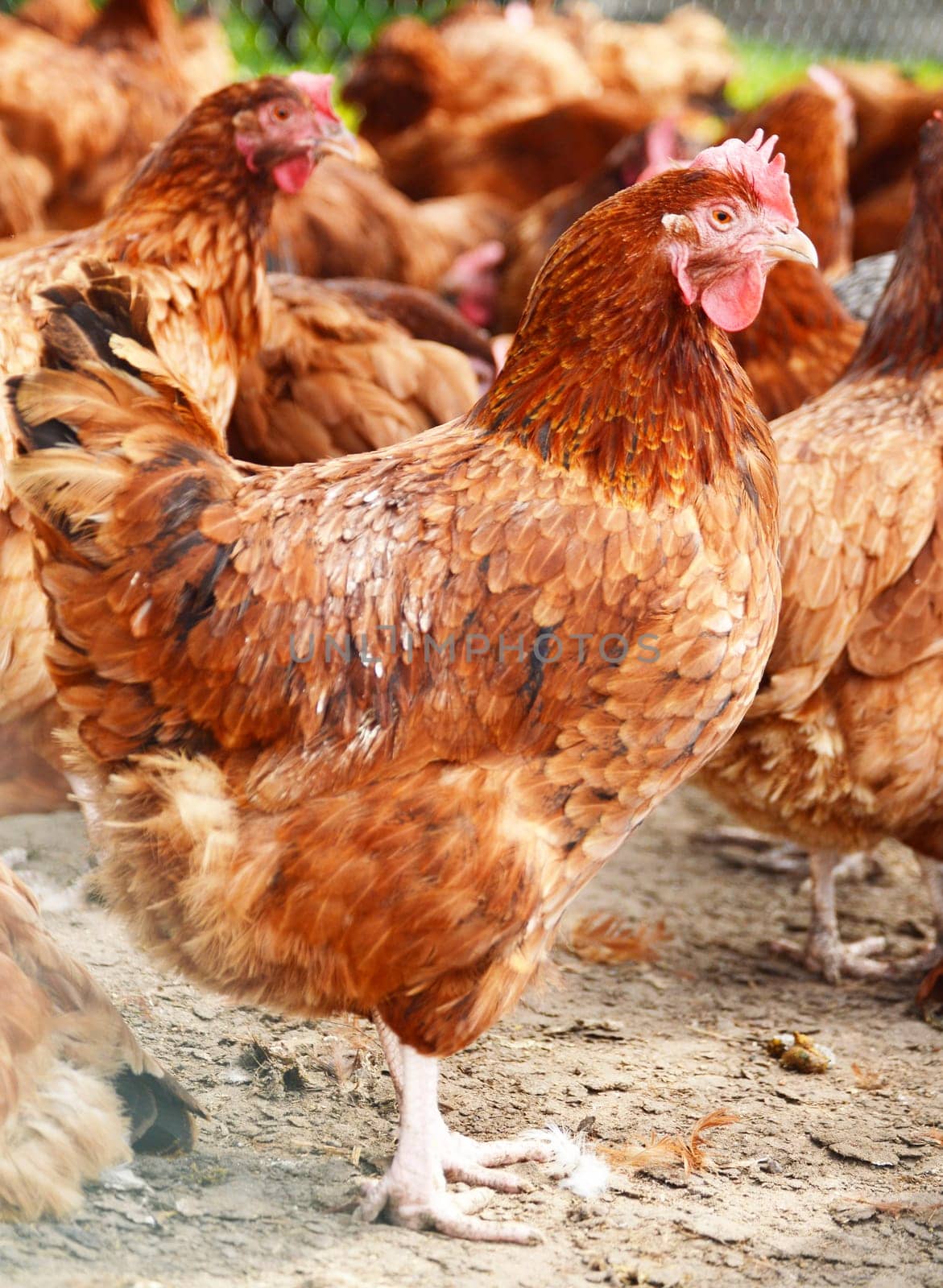 Chickens on traditional free range poultry farm