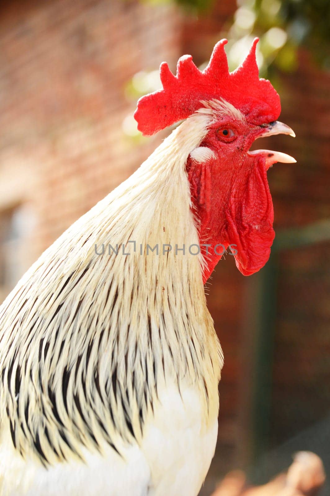 Rooster on traditional free range poultry farm