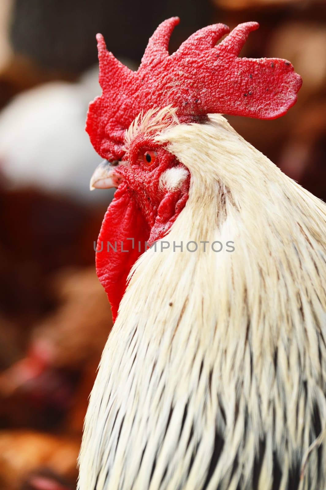Rooster on traditional free range poultry farm