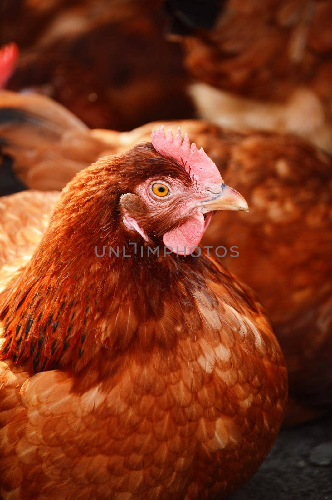 Chickens on traditional free range poultry farm