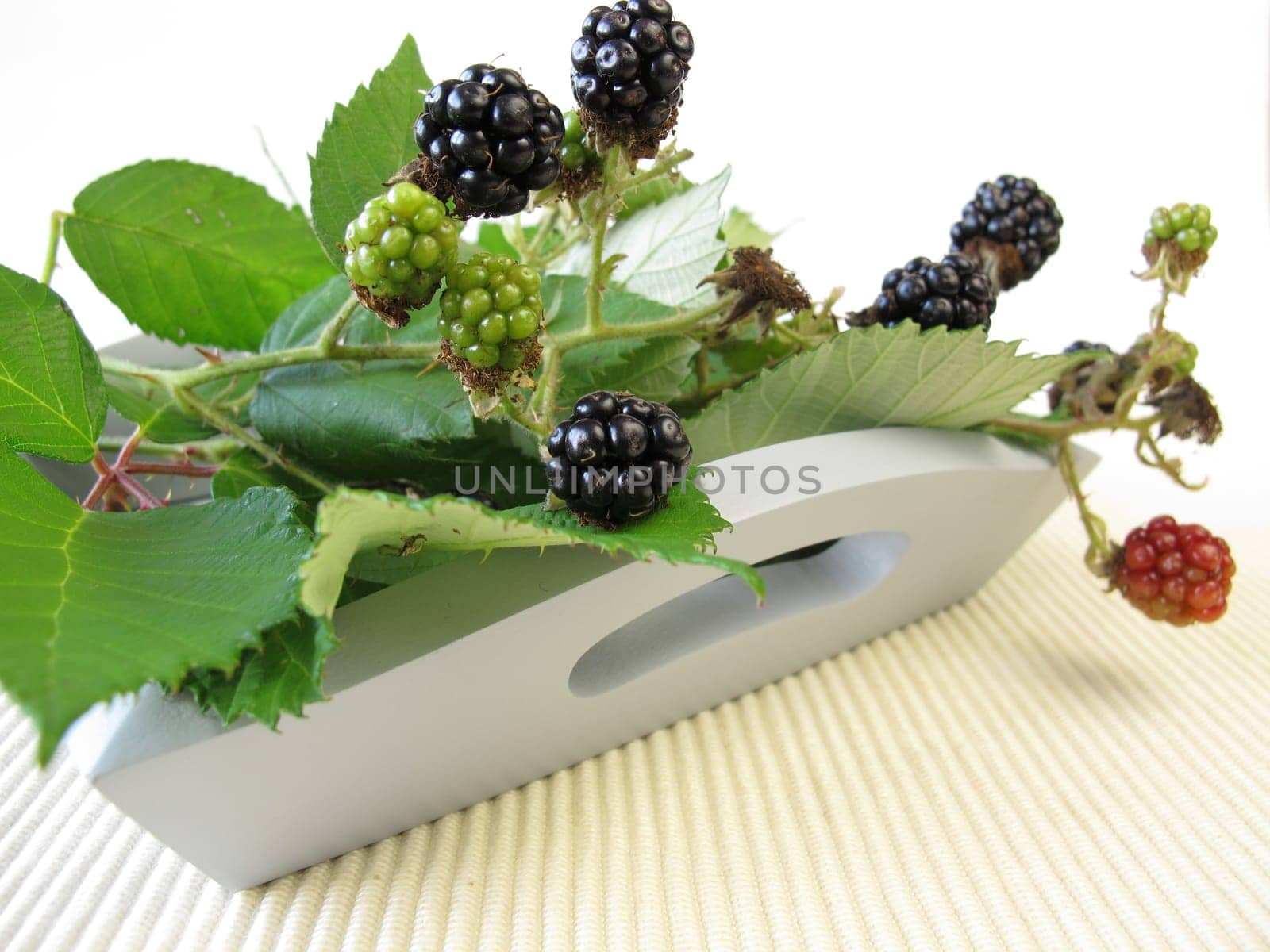 Still life with wild blackberries