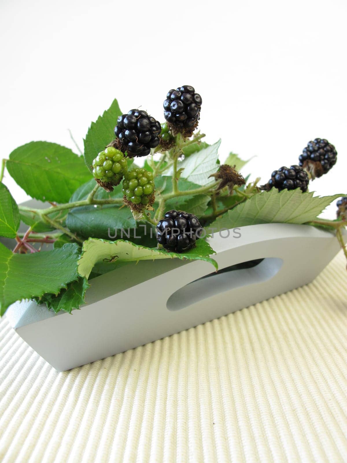 Still life with wild blackberries