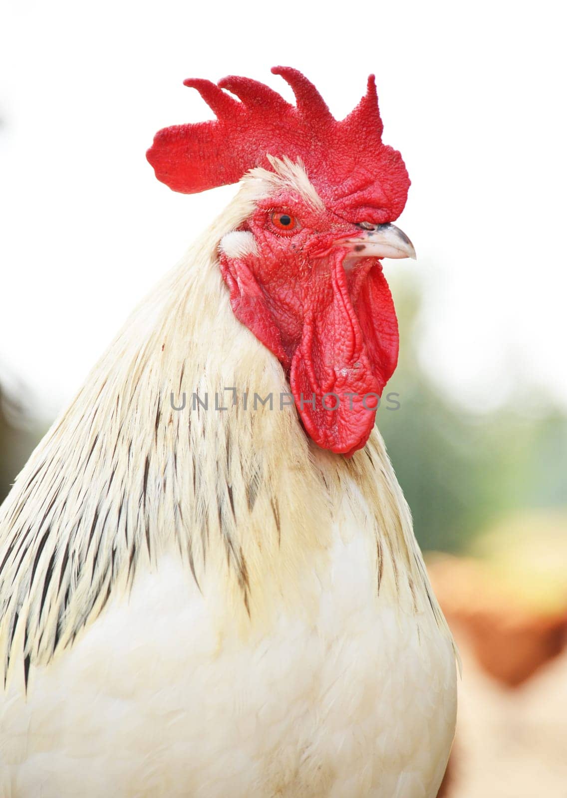 Rooster on traditional free range poultry farm