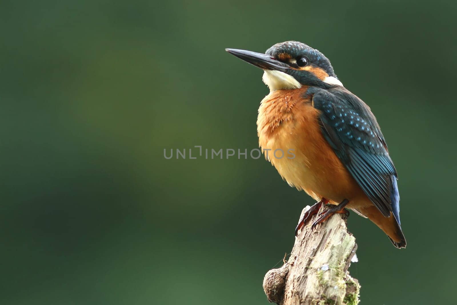 Kingfisher (Alcedo atthis)