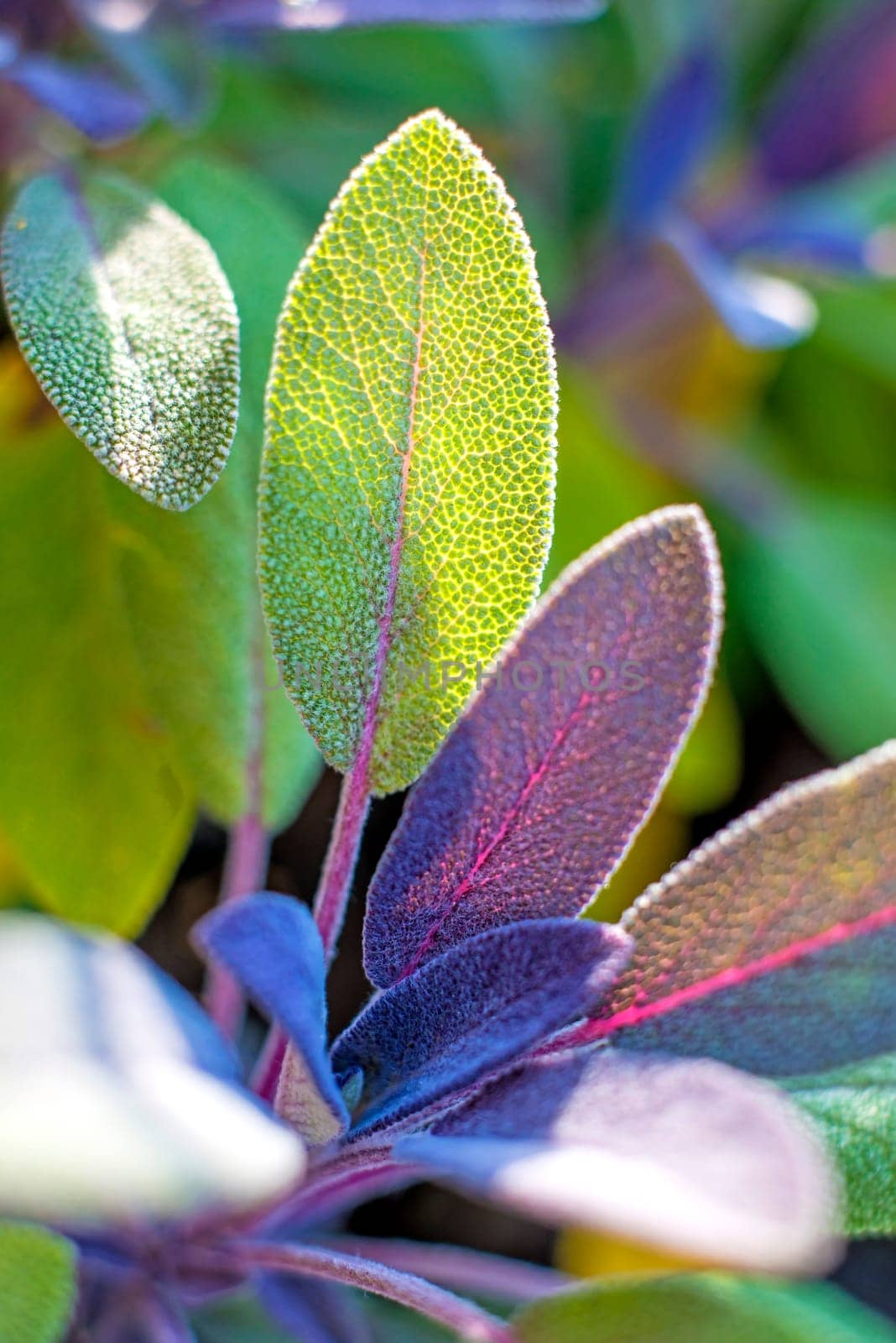 Sage