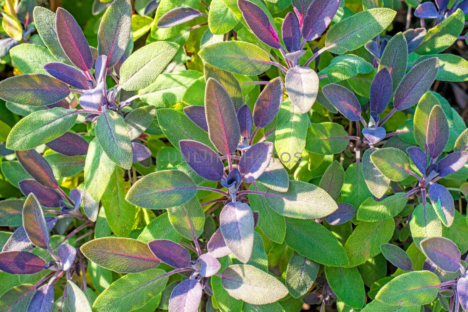 Sage