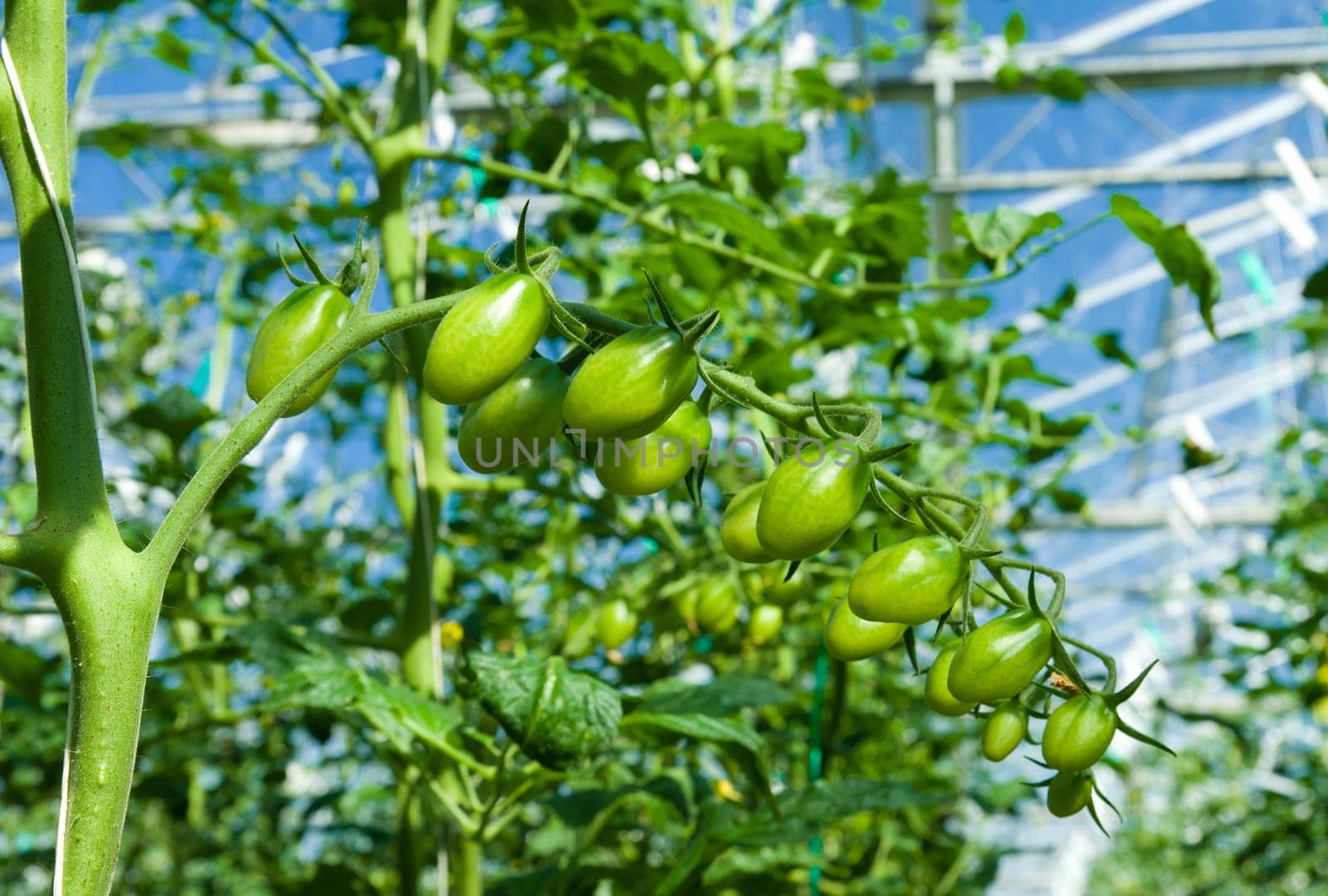 cultivation of tomatoes in a commercial greenhouse in Klazienaveen, netherlands