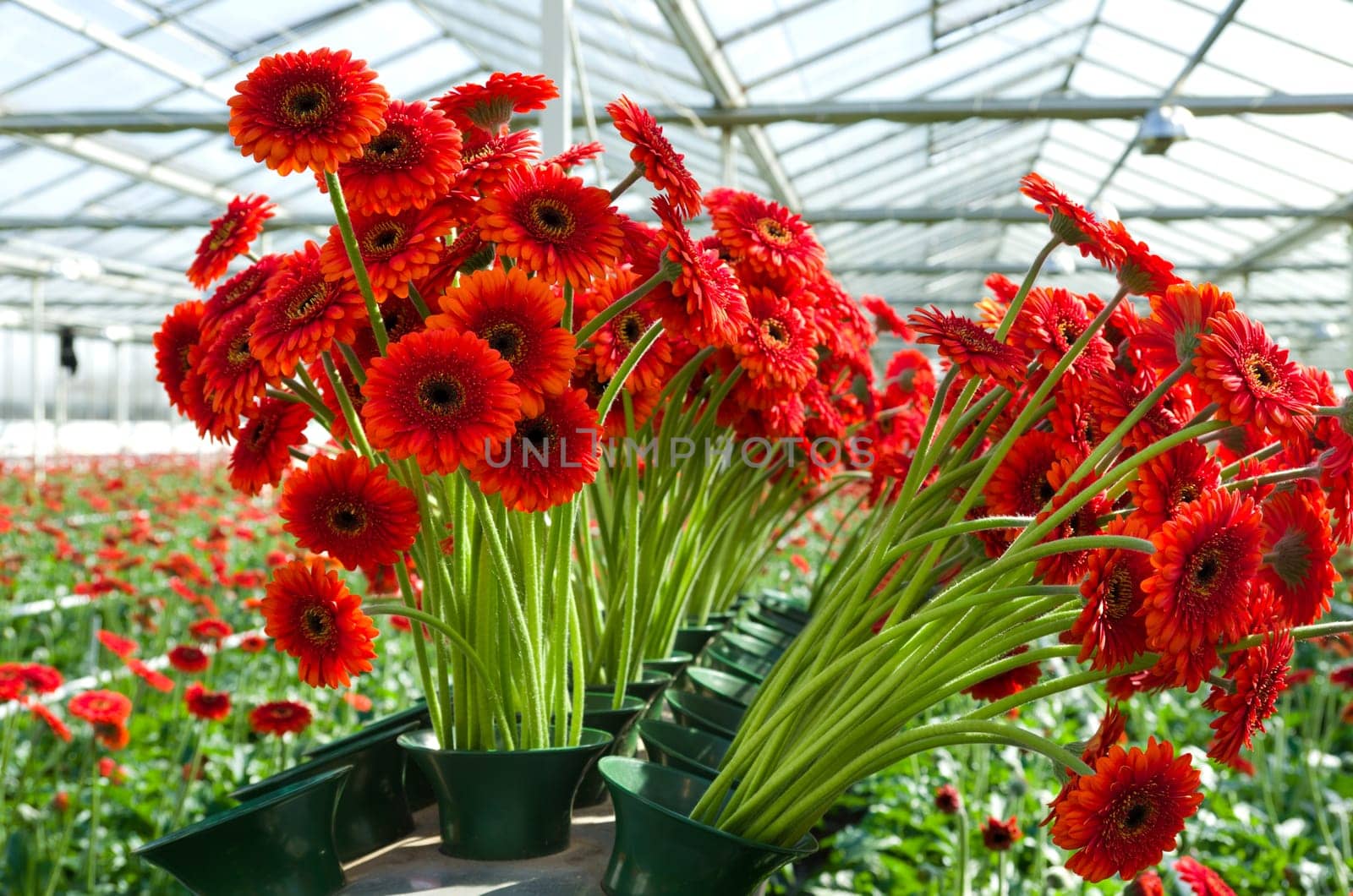 daisy flowers ready for the auction in a greenhouse in Klazienaveen, netherlands