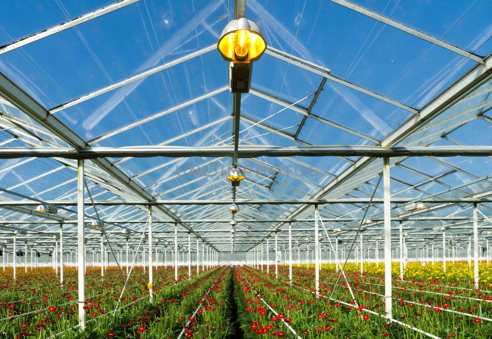 flowers cultivated in a large commercial greenhouse