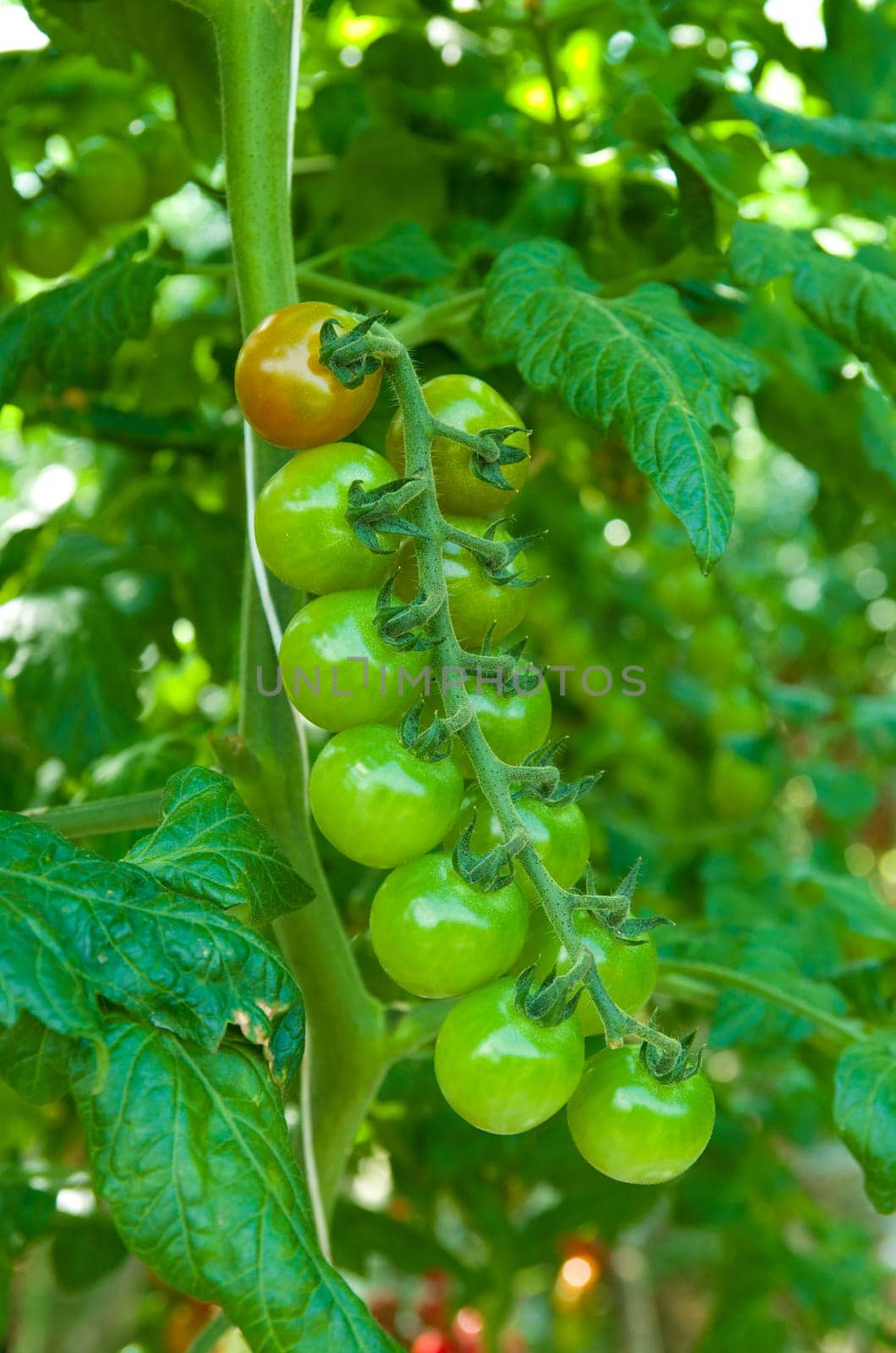 cultivation of tomatoes in a commercial greenhouse in Klazienaveen, netherlands