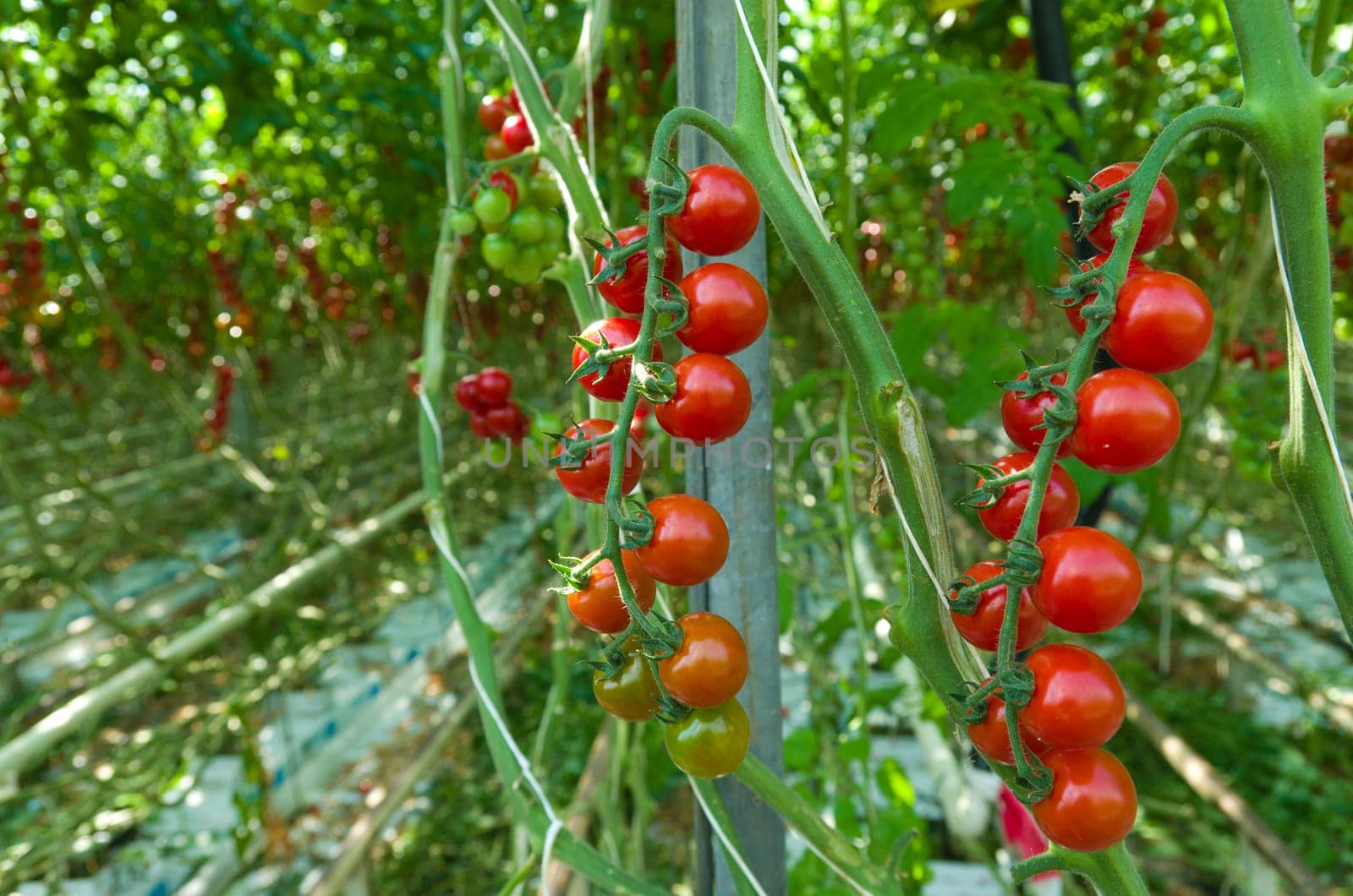 cultivation of tomatoes in a commercial greenhouse in Klazienaveen, netherlands