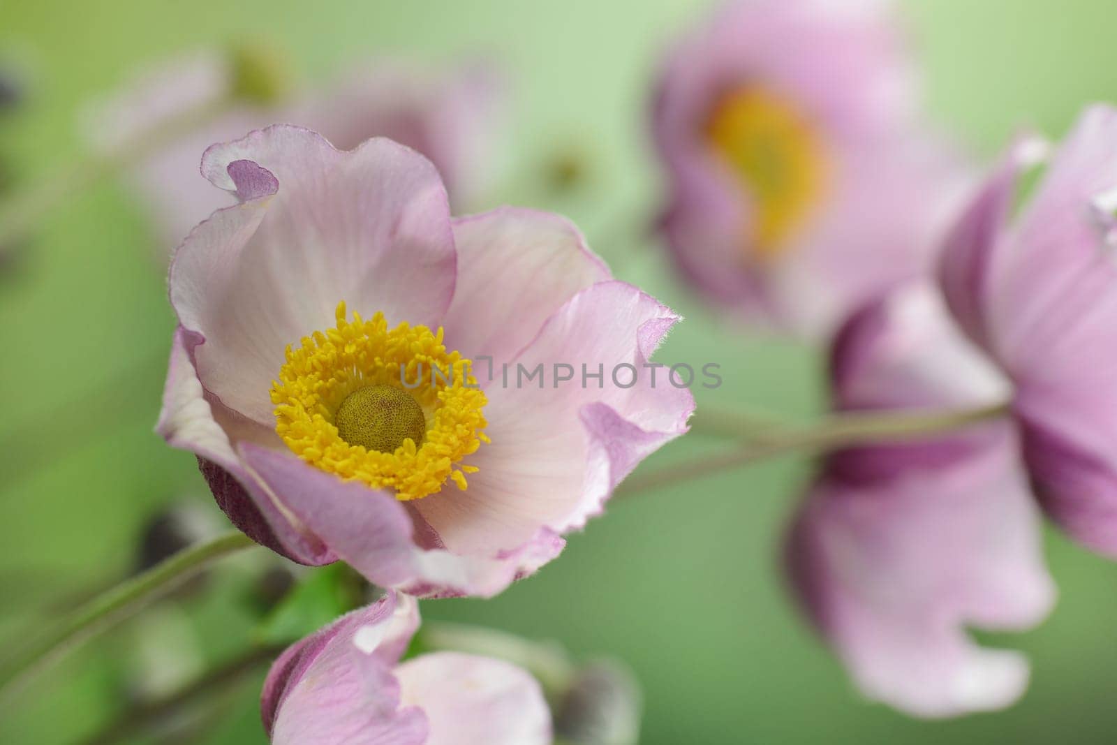 Anemone