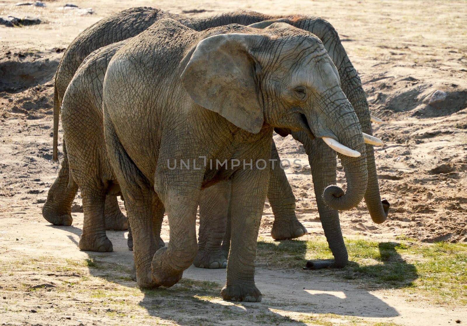 Group of African elephants in natural environment