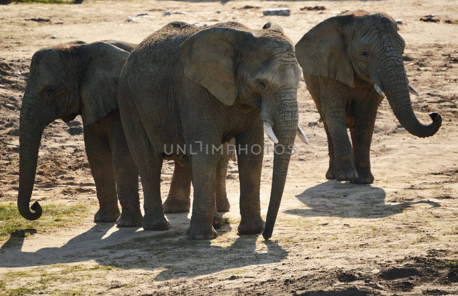 Group of African elephants in natural environment