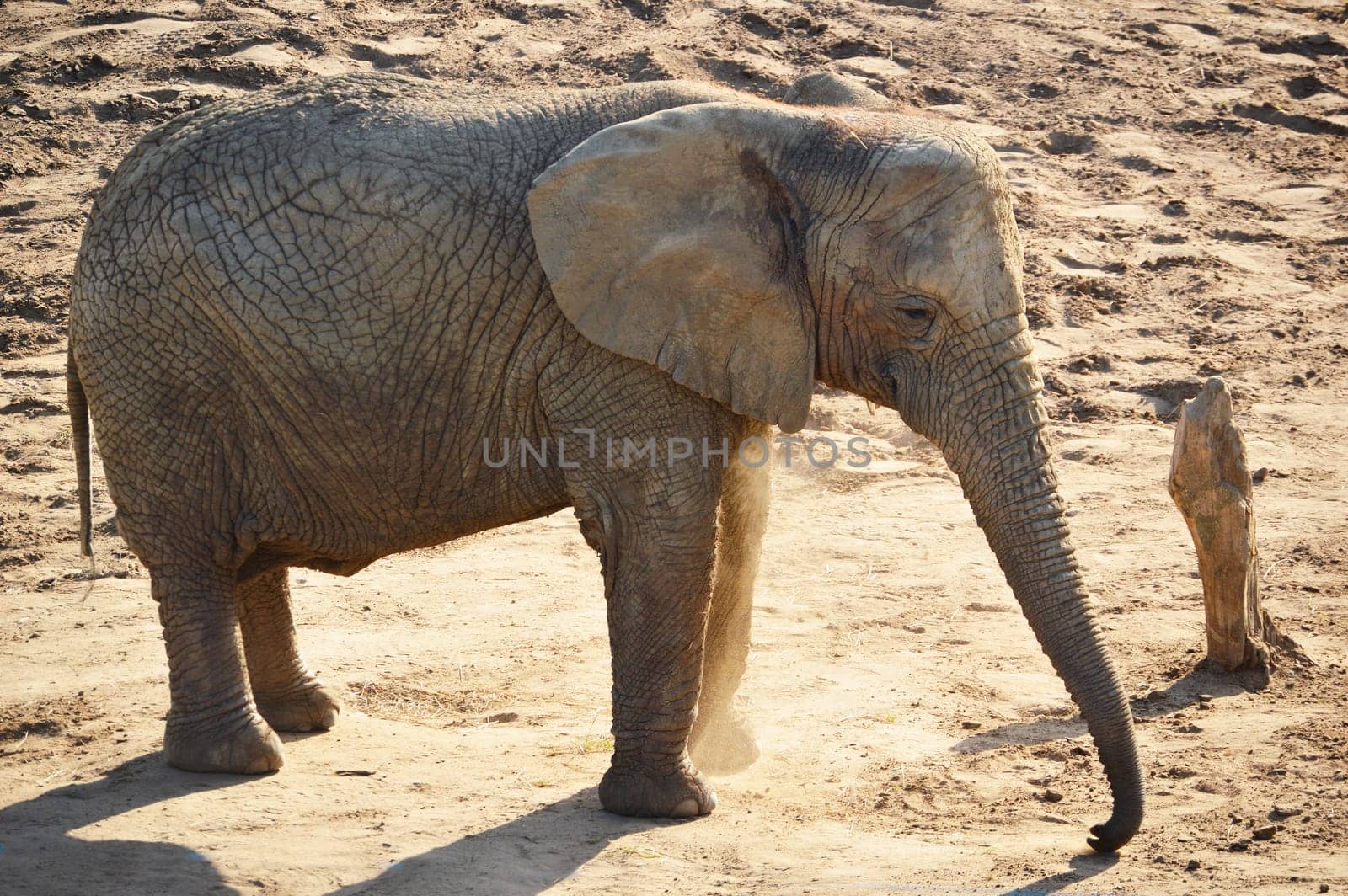 African elephant in natural environment