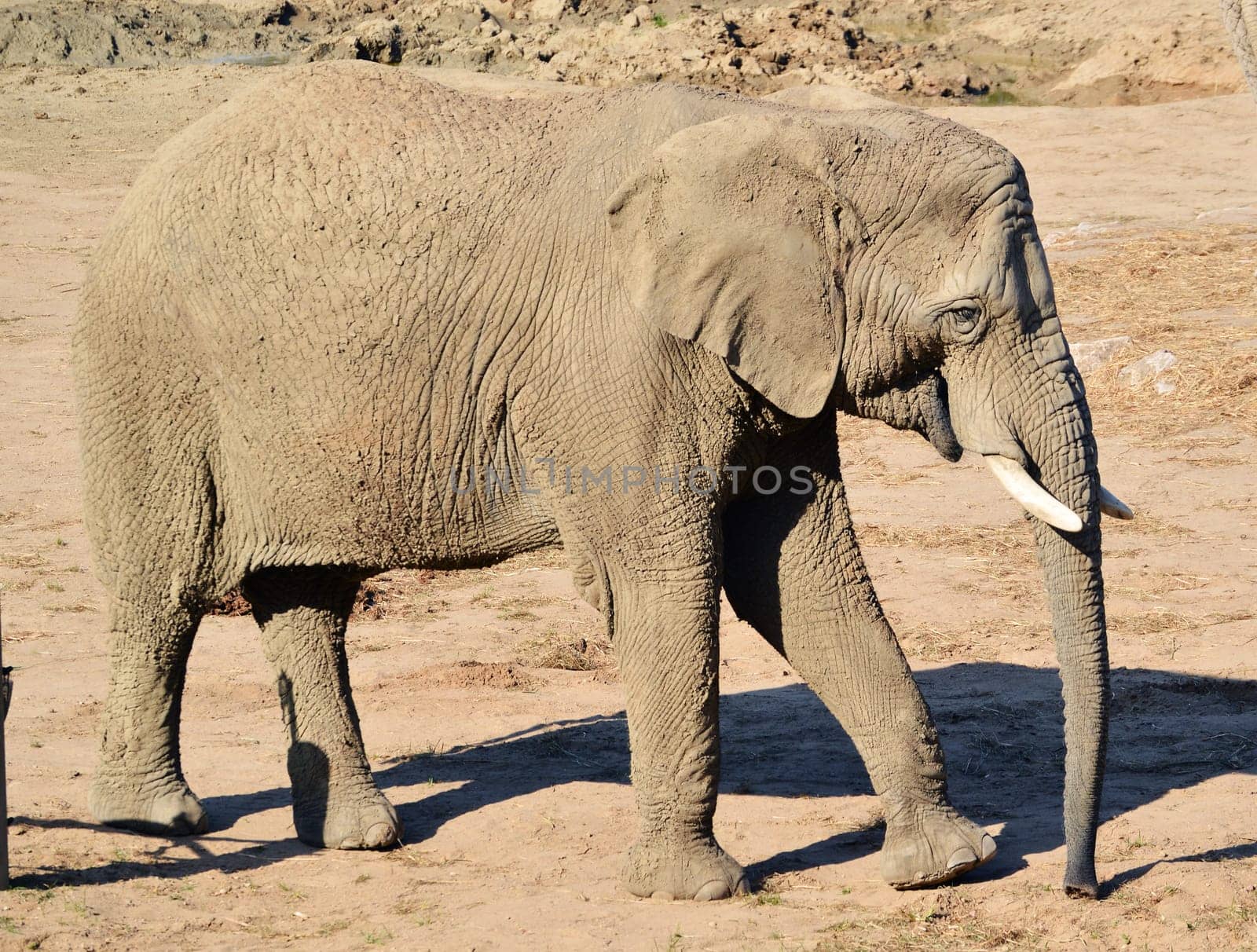 African elephant in natural environment