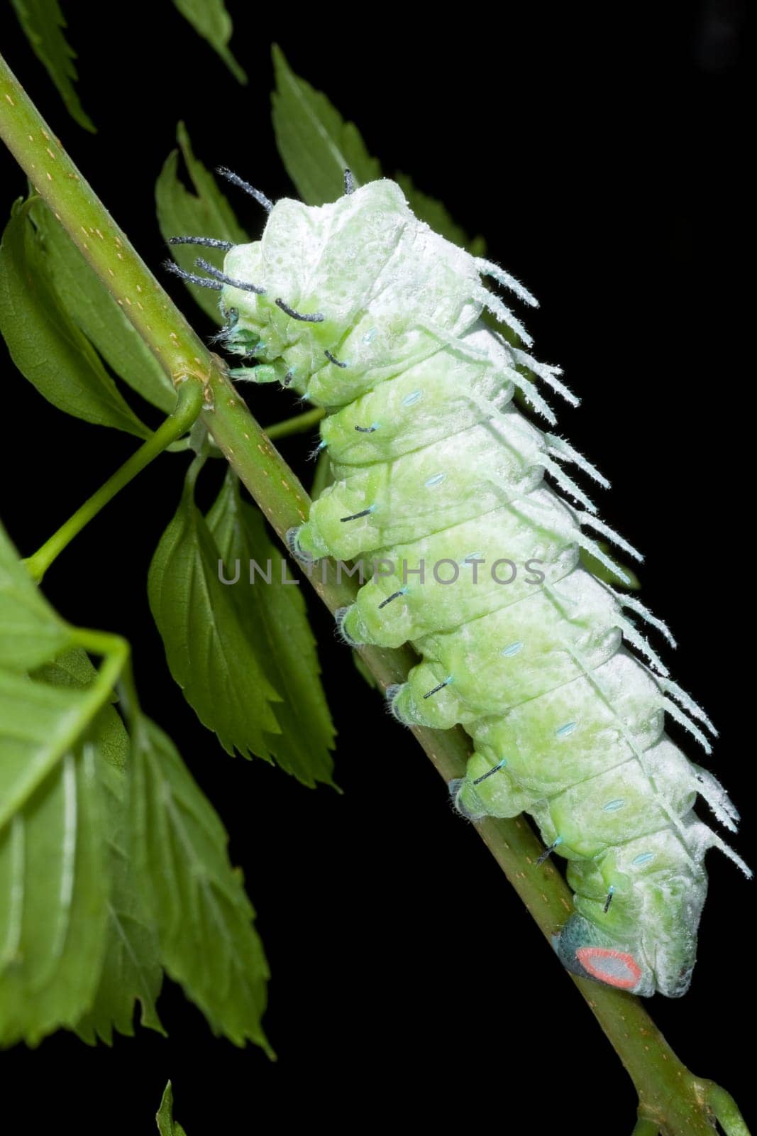 Caterpillar of the Atlas butterfly