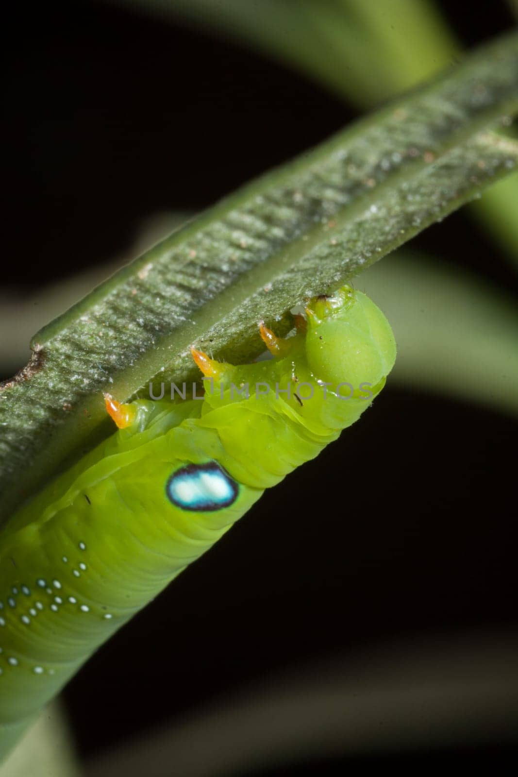 Caterpillar of the oleander butterfly