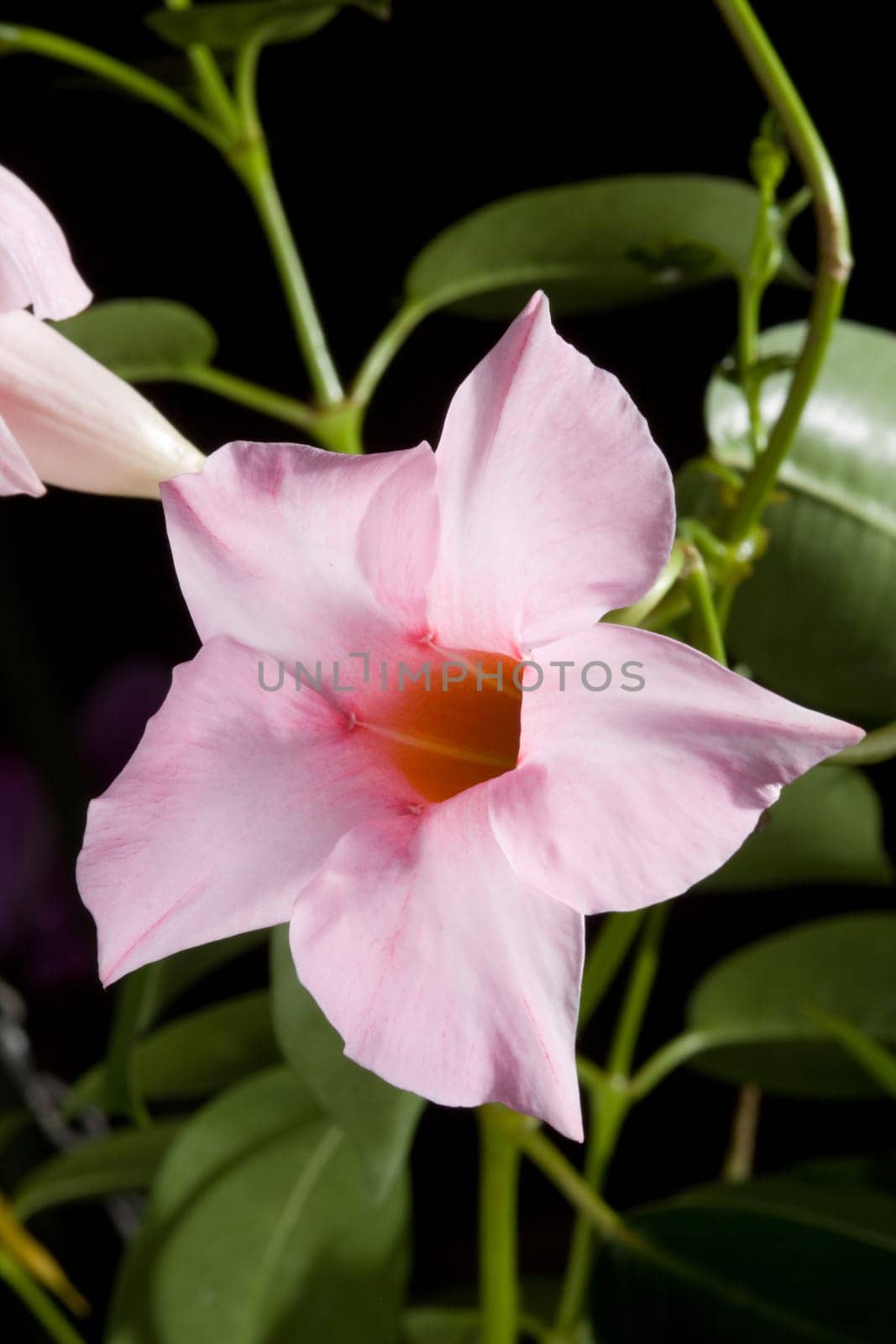 Pink hibiscus flower with leaves