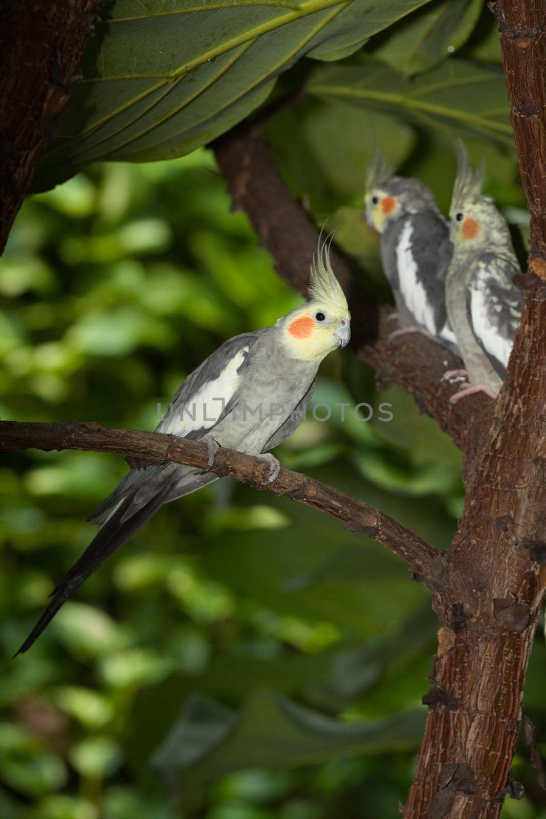 Three nymp parakeets on the tree