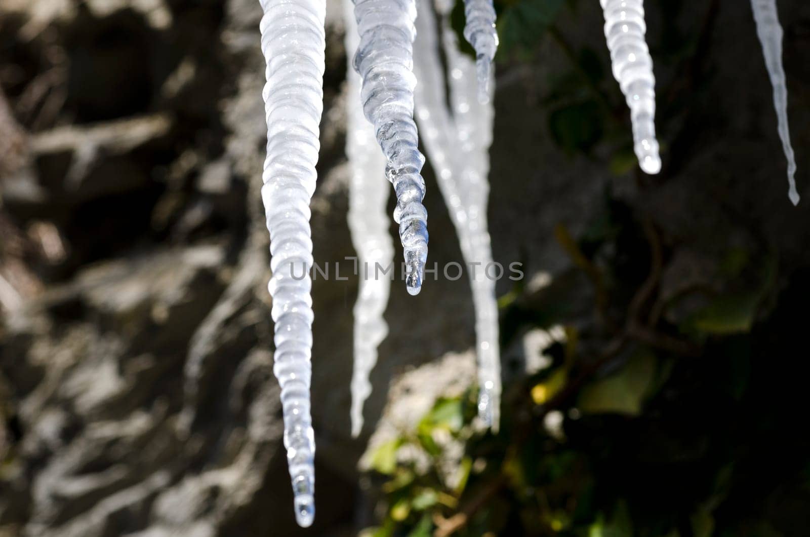 icicles in winter in liguria