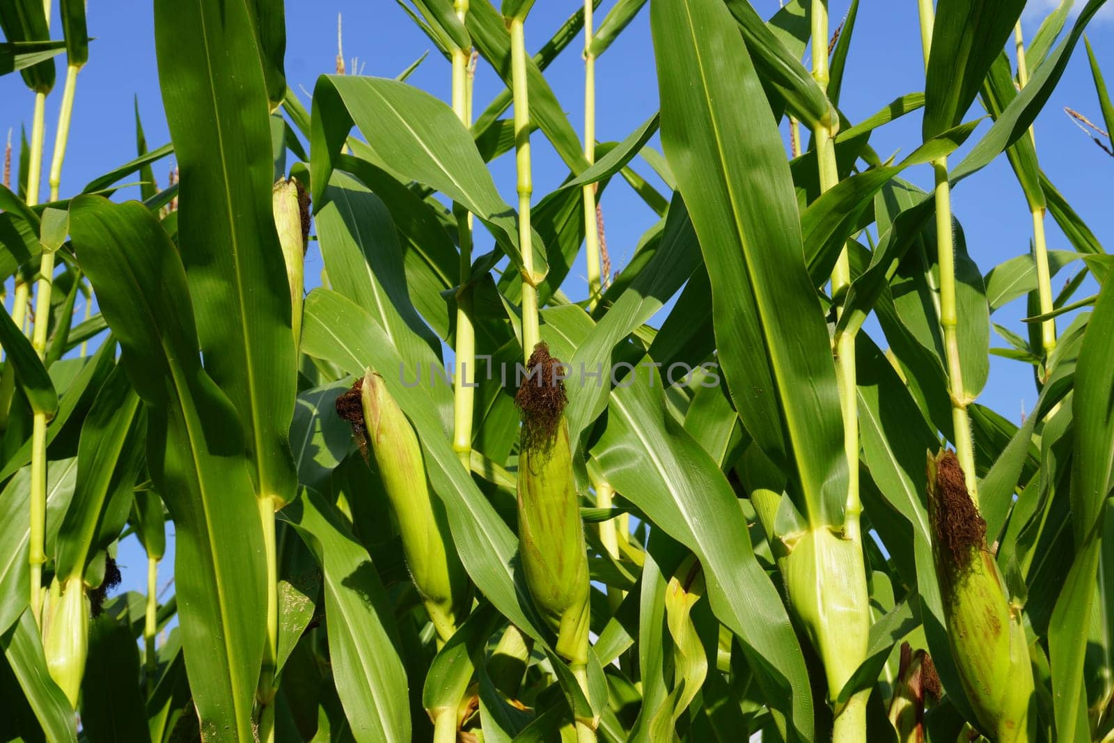 Organic - Cornfield