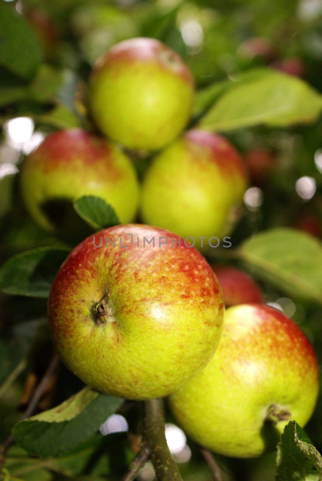 Aepfel on a branch