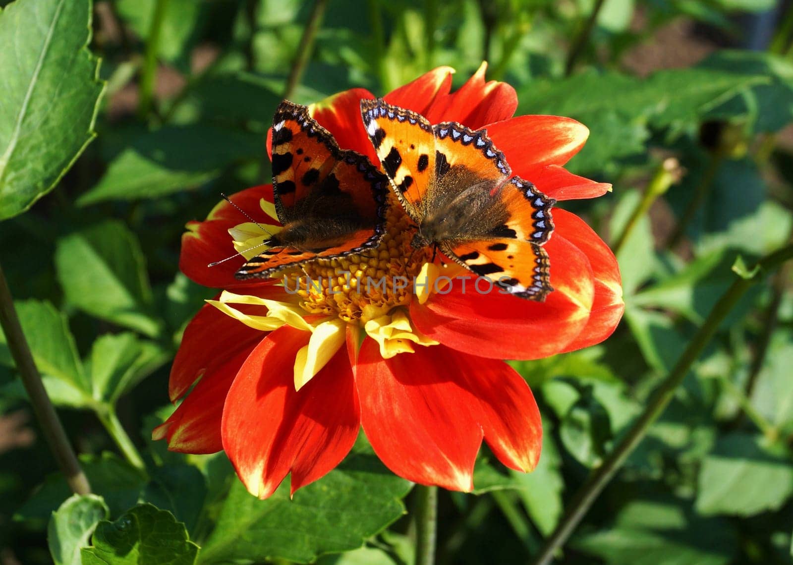 Beautiful butterflies on a red flower