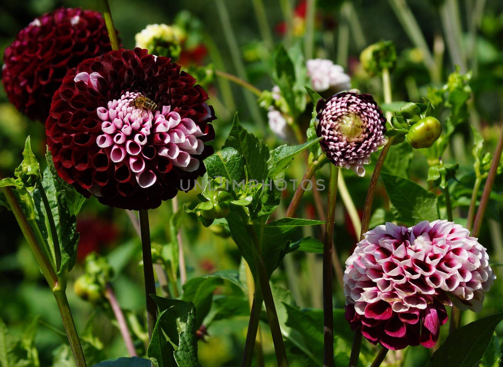 Purple Dahlia Flower