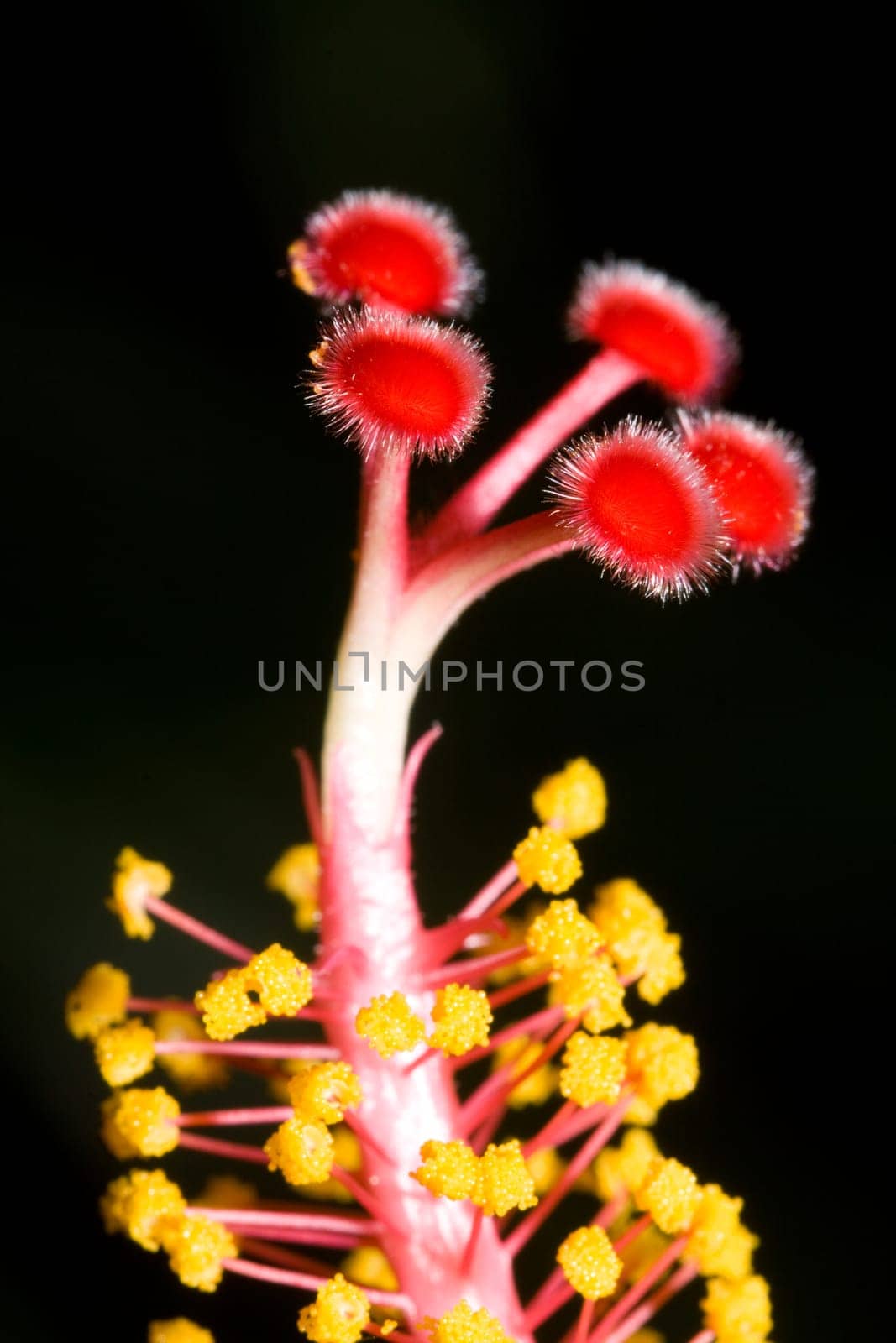 Pistil of a hibiscus flower as a macro image