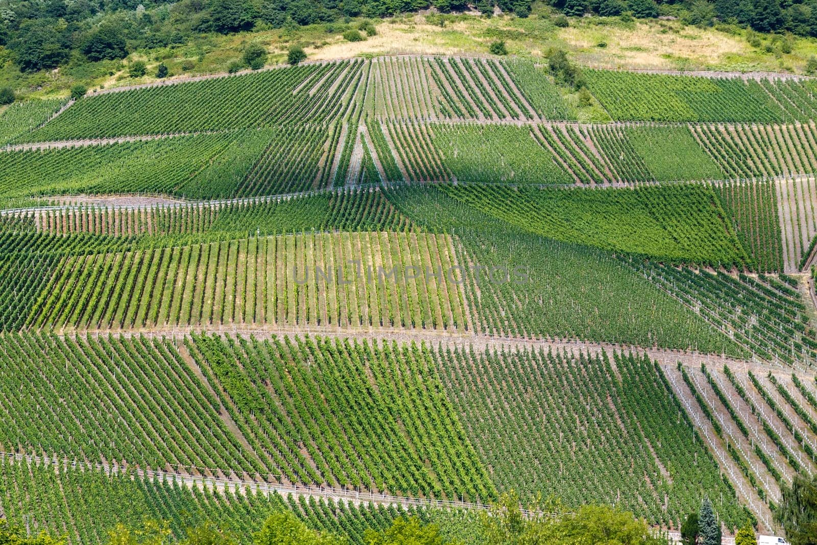 vineyards Beilstein, Germany, highly sought after in its white wines.