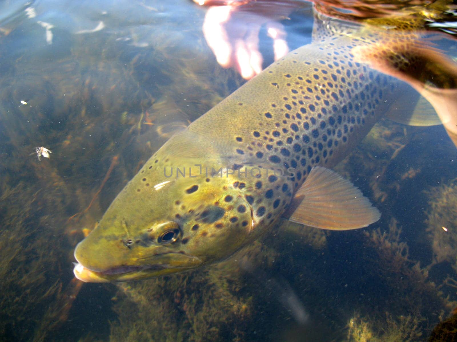 Fly fishing
