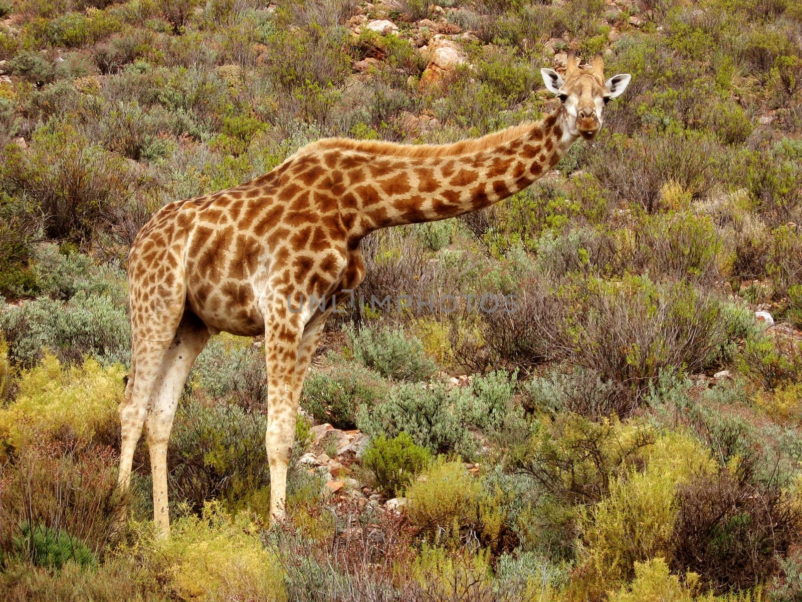 Giraffe in the savanna watching us.
