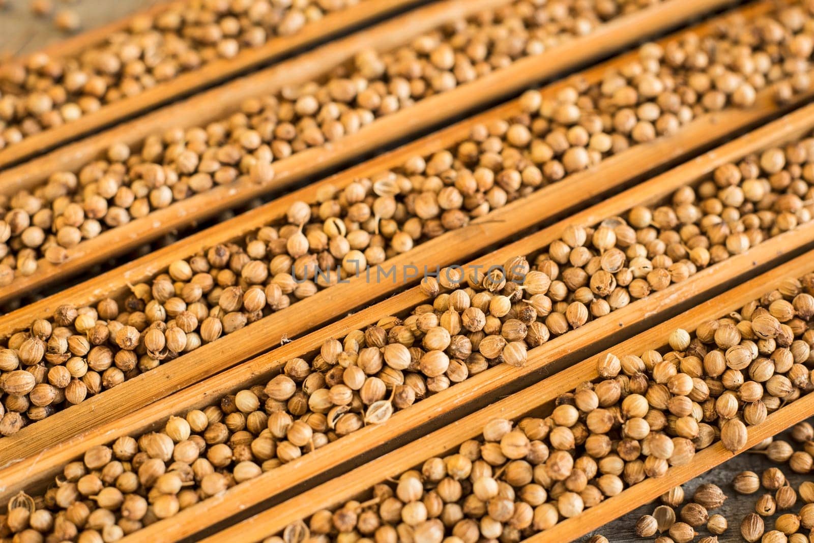Coriander