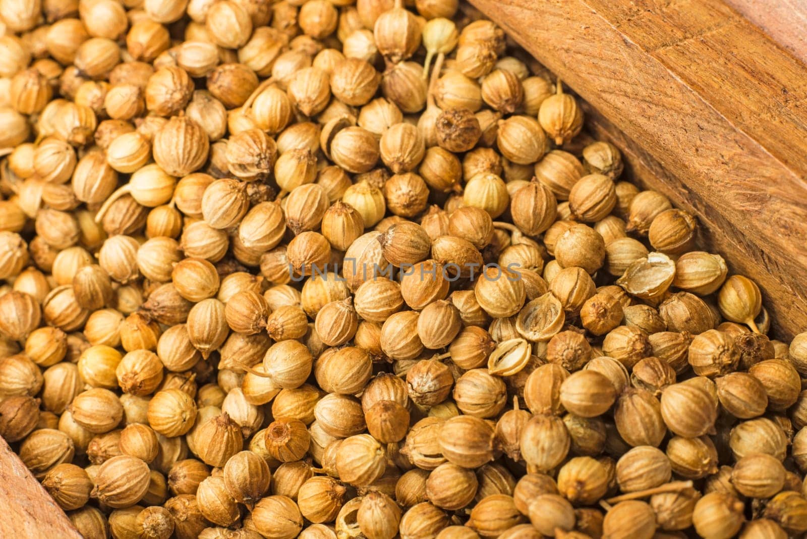 Coriander