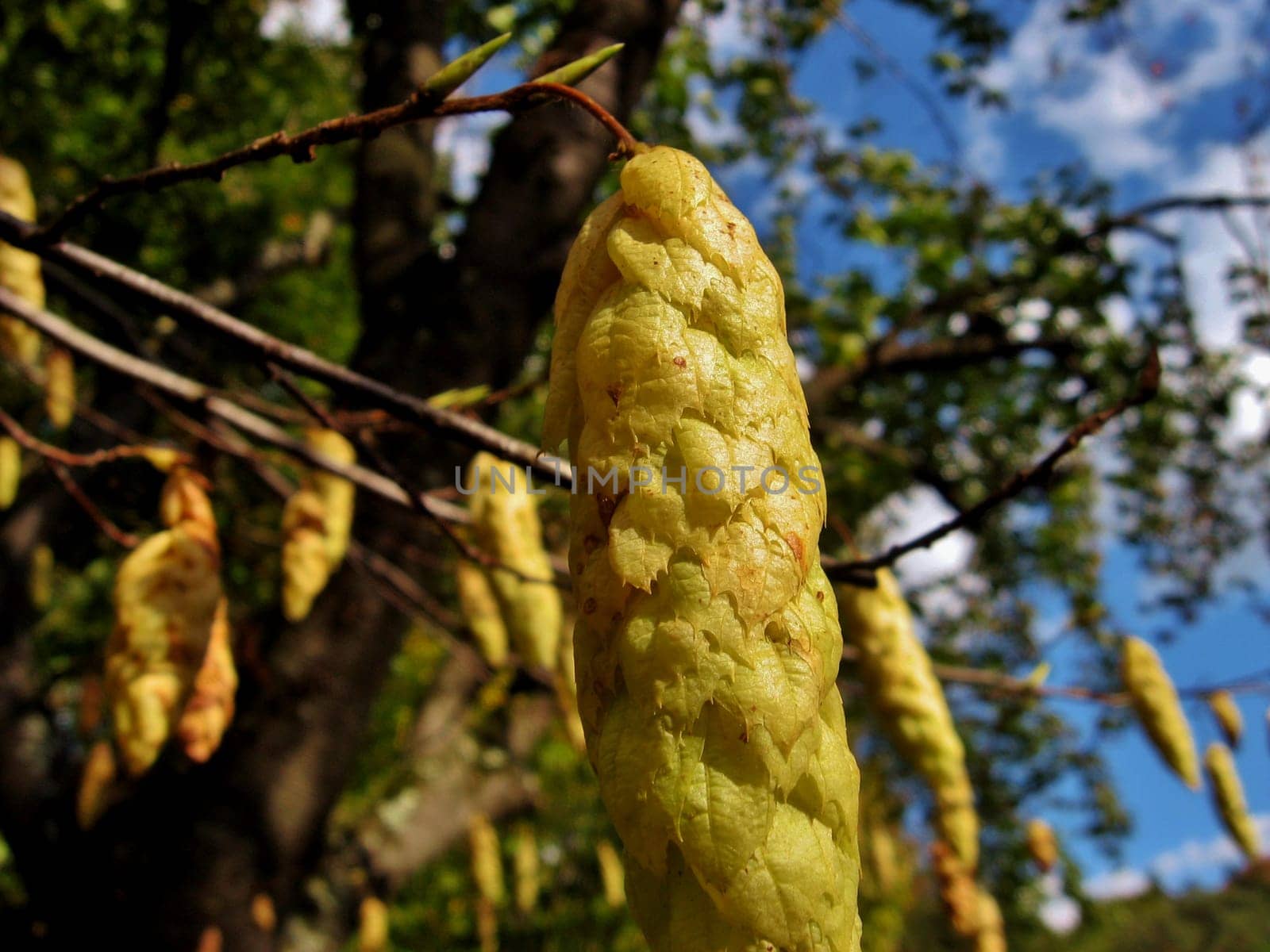 Tree in blossom in spring