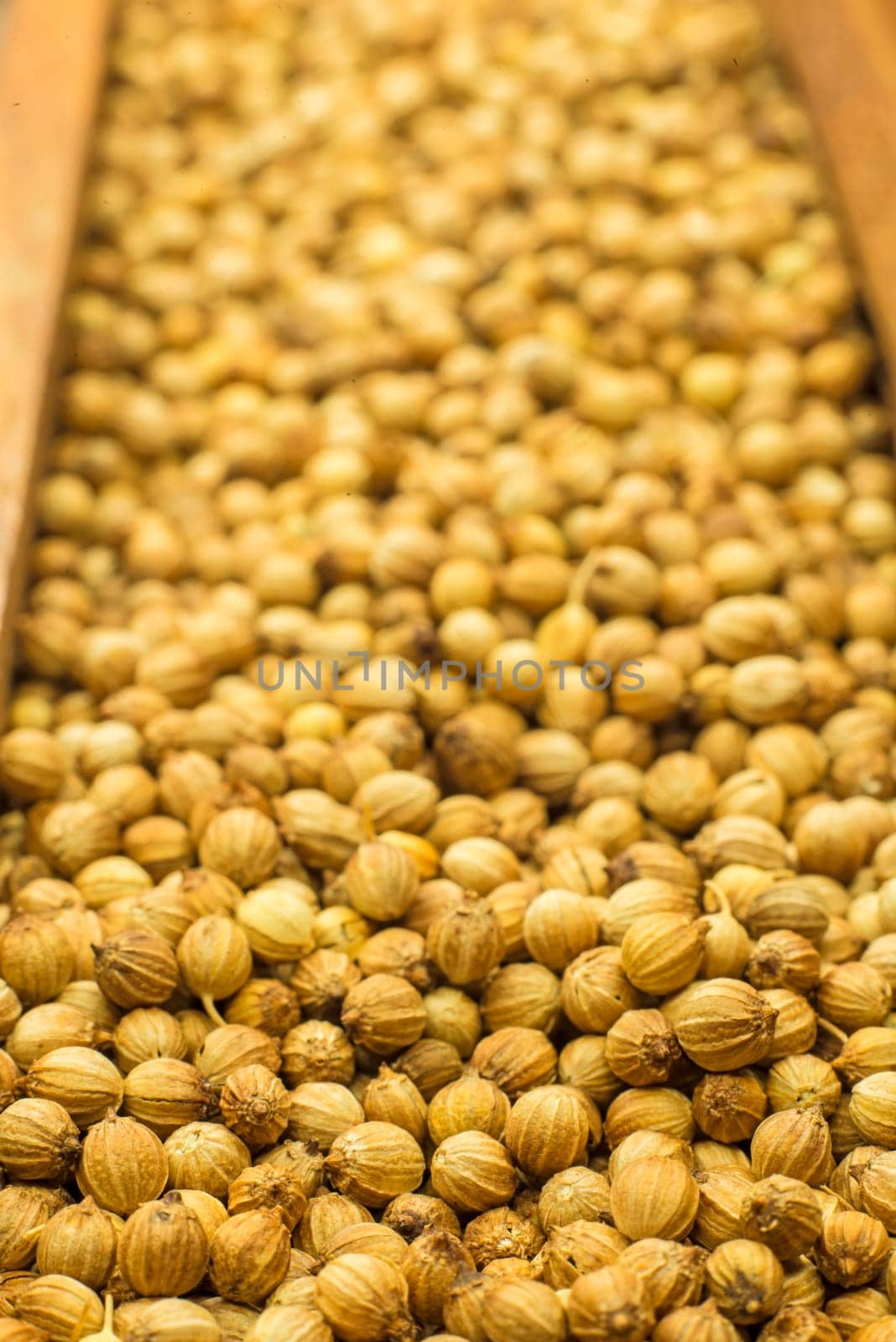 Coriander