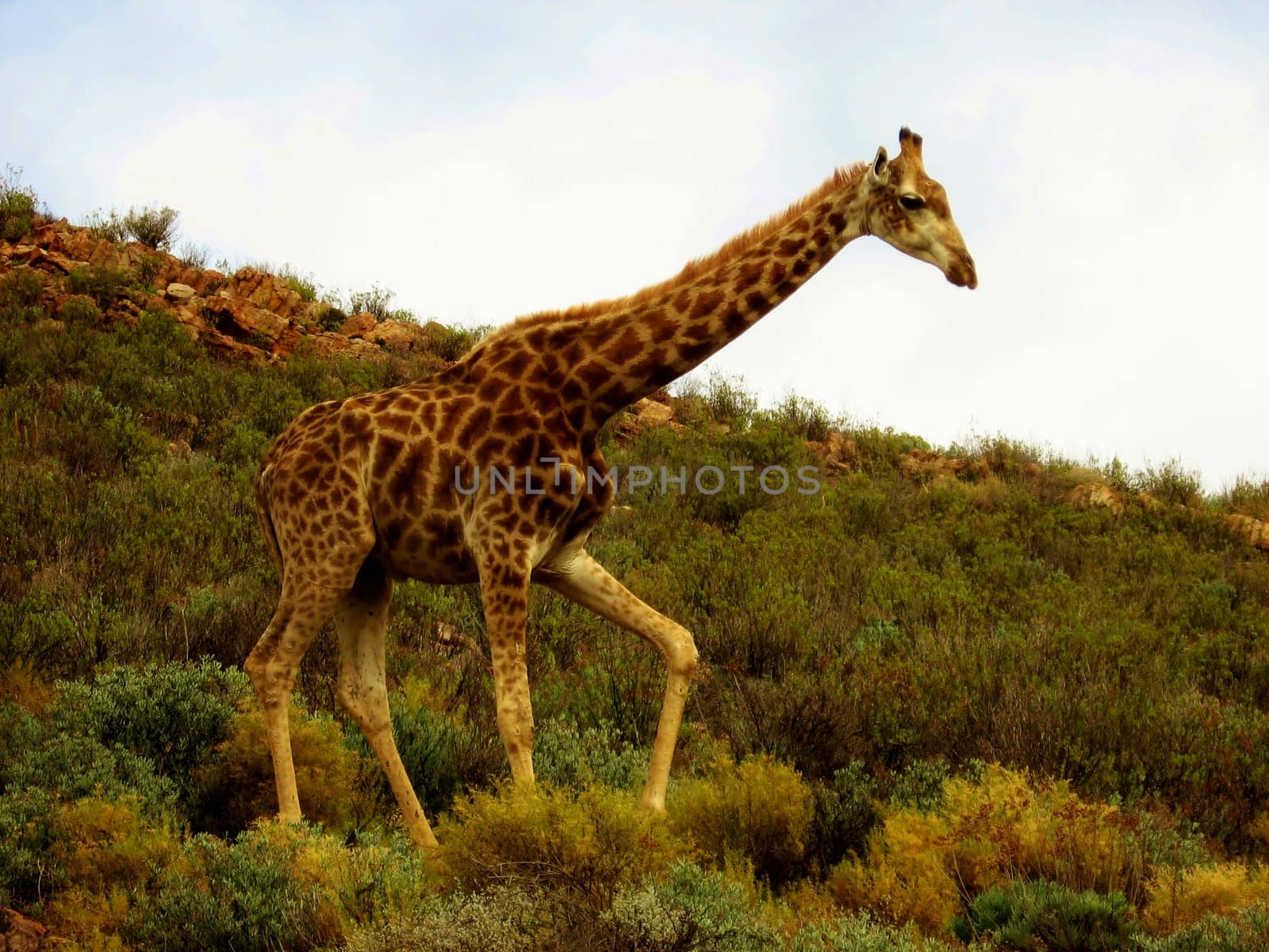 Giraffe walking up a hill in the savanna.